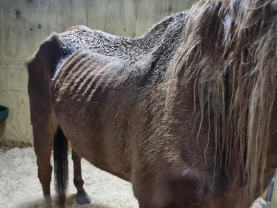 These horses need your help 🙏