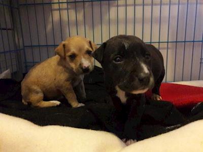 We need your help - Waitangi 3 week old puppies lucky to be alive 