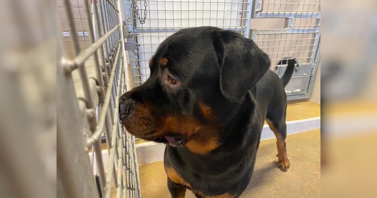Help our fight for Chopper's freedom - Givealittle