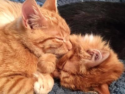 Walk the North Island & Raise Funds for Vulnerable Kitties!