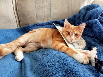 Lifesaving Surgery for Fleabag