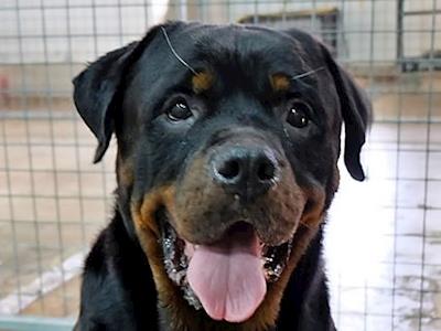 Save this gorgeous 9yr Rottweiler Rangi who needs your help to bring him to NZ as he has no hope of being adopted in Singapore