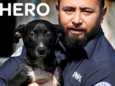 SPCA Taupo Annual Appeal