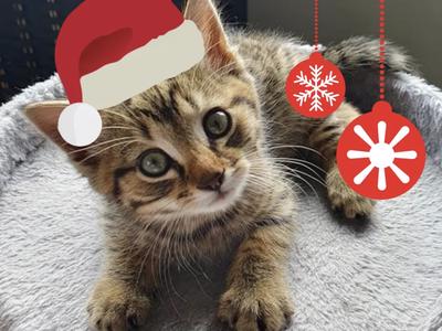 CRW Christmas Kitten Appeal!