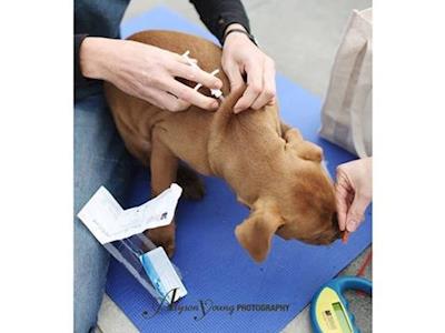 Vaccination Domination in Hamilton