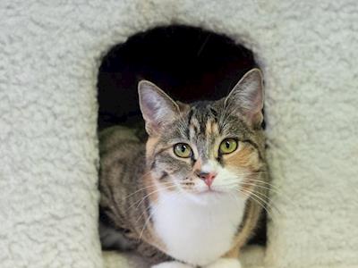 The Upper Hutt Feline Charitable Trust