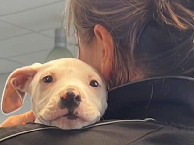 Change the world for Kevin the puppy