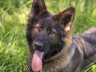 Help us train Frieda to detect cancer