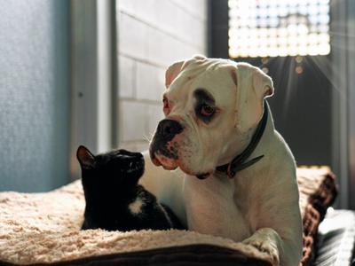 Climbing Kilimanjaro to support animals in need with Pet Refuge