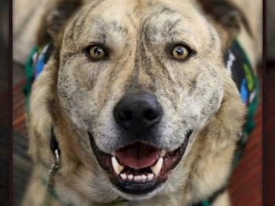 Dyson needs help to get back on all four paws