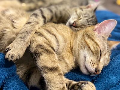 My Birthday Month Fundraiser