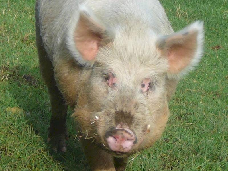 Help Neuter Brother the Pig Givealittle