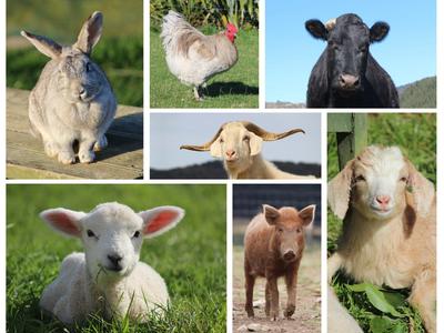 Black Sheep 15th Anniversary Extravaganza! Cheers to 15 years, here's to 15 more!