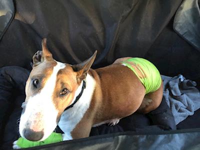 Shot, broken pelvis, fractured skull-Sweet Miss Maali needs you!