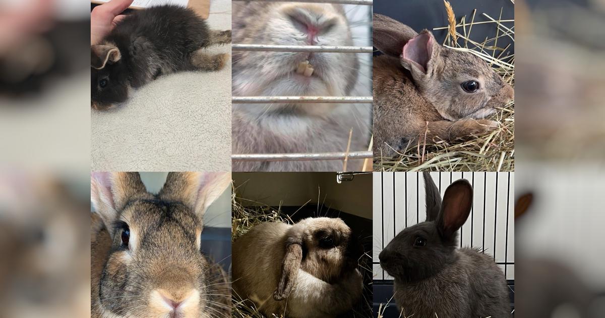Christchurch Rabbit Rescue - Givealittle