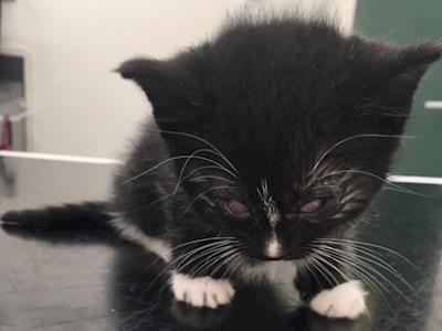 Help Sylvester to raise funds to help vulnerable kitties!