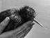 Help To Save Queenstown's Kiwi Birdlife Park's avatar