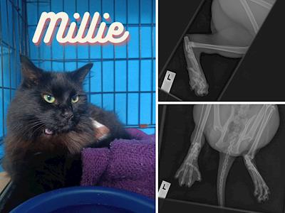 Help us to help Millie