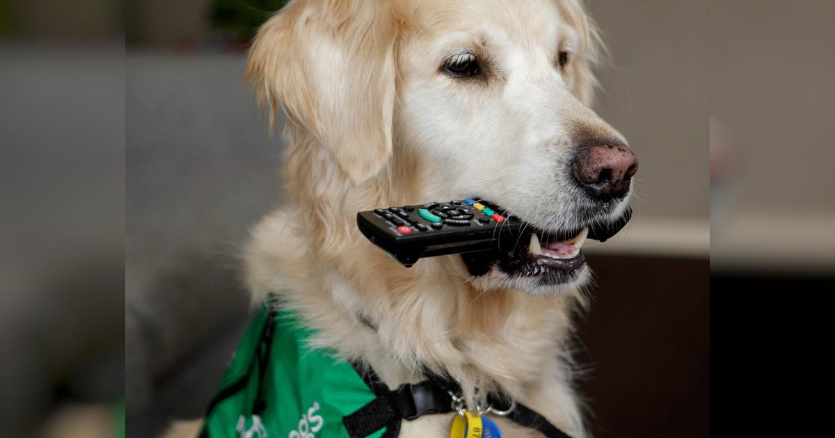 Mobility Assistance Dogs Trust Givealittle