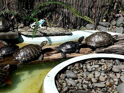  Auckland Fish, Turtle and Reptile Rescue
