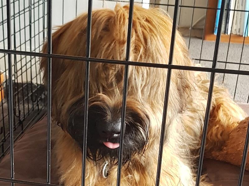 Bear Dog that eats everything but food! Givealittle