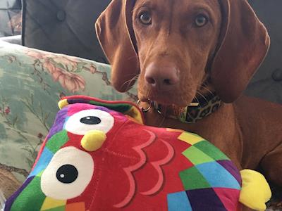 KPMG supports the The Haier Big Hoot 