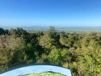 Pukemokemoke - a native forest gem and a Key Ecological Site
