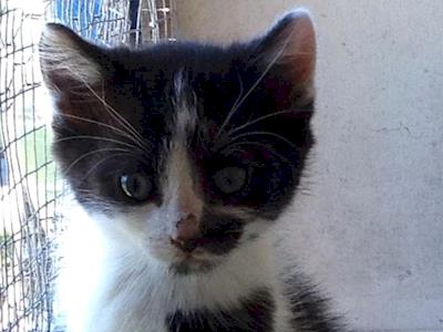 desexing hawkes bay cats