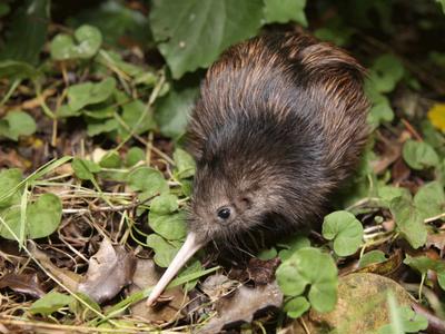 Whangārei Bird Recovery Centre