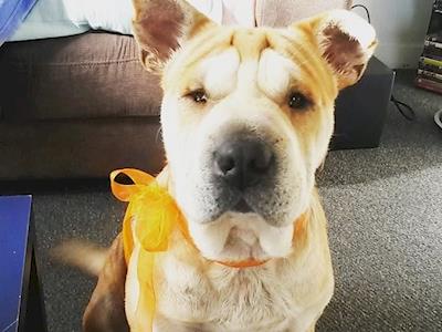 Help for Oscar's Eye Surgery