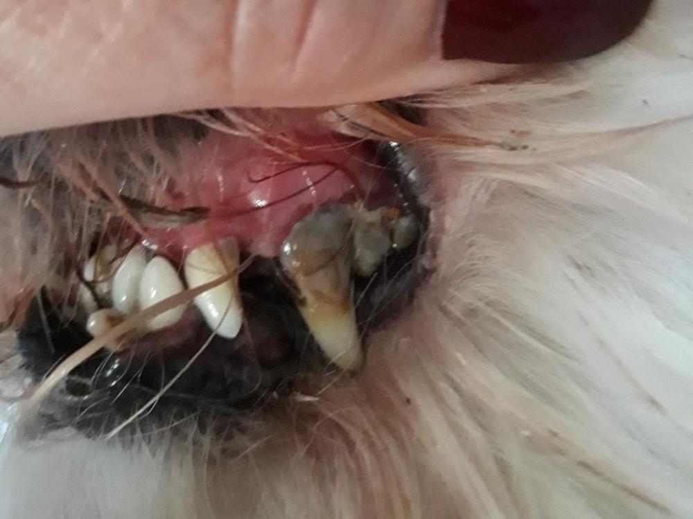 can i pull out my dogs rotten tooth