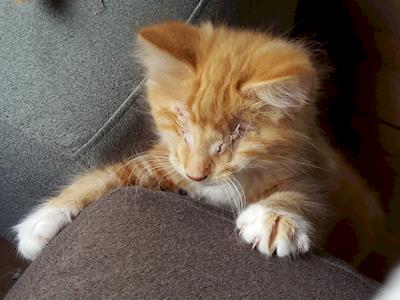 Help Save the Lives of our 'Garage Kitten' Litter!