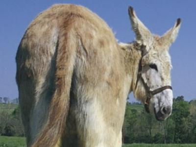 Working Our Assets Off