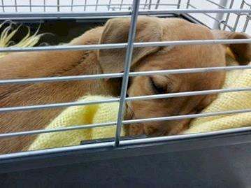 Help us SAVE a beautiful puppies life