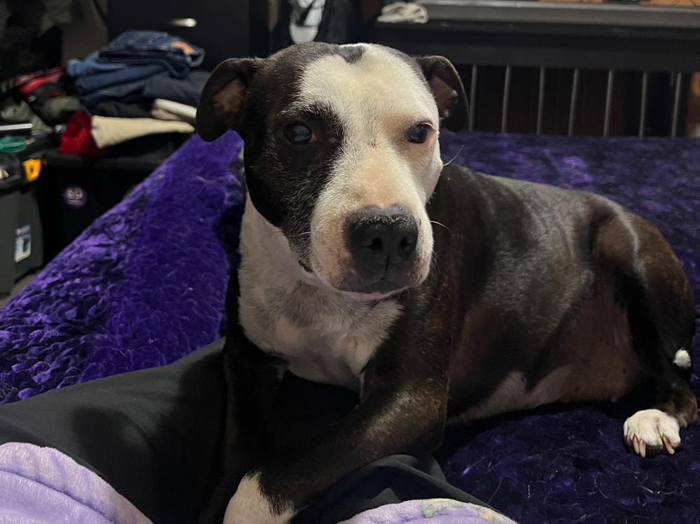 Help us save our dog - Givealittle