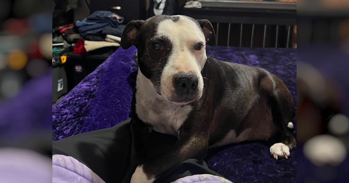 Help us save our dog - Givealittle