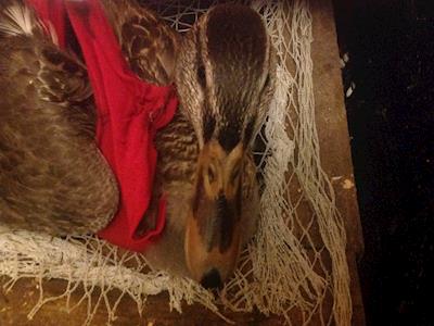 Help Frisco and other one-legged ducks get new legs!