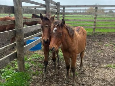Two little orphan foals from the Kaimanawa Ranges need help