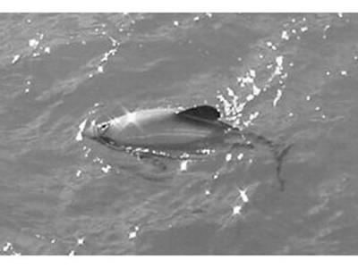 Aescleah's Walk for Hector's