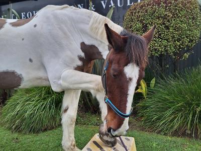 Help Protect Our Horses – Support Kapiti Equestrian & Vaulting Centre’s Future
