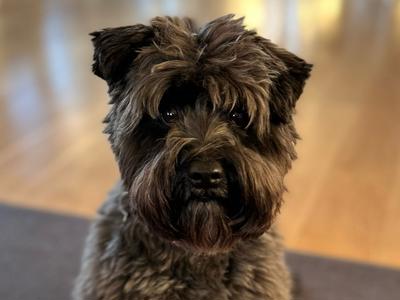 Paws for a Cause