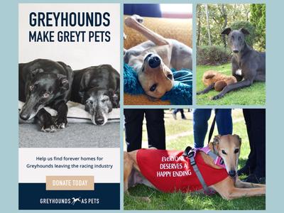 Hoops for Hounds - Greyhounds as Pets Appeal Week Fundraiser