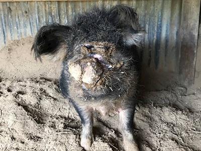 Trotter's life saving surgery