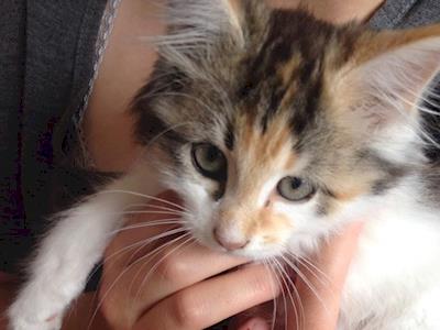 Alice, Jo and Kierra run for the SPCA!