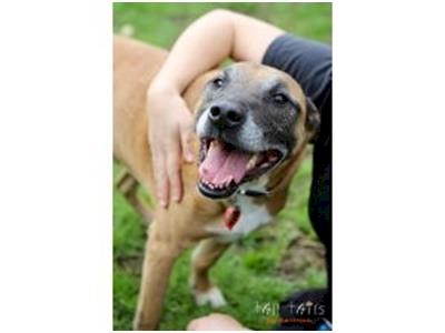 Shady needs surgery to fix his cruciate ligament