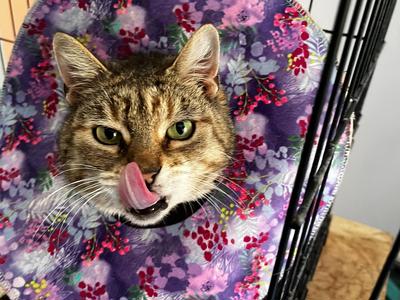 Liana needs your help!