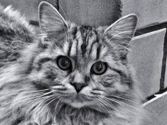 Queenstown Cat Rescues monthly vet bills now stands at $6000.00.