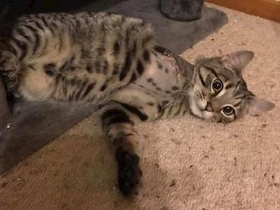 Leg Amputation - 5 month kitty