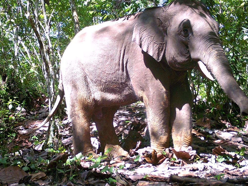 Supporting elephants and locals in North Sumatra - Givealittle
