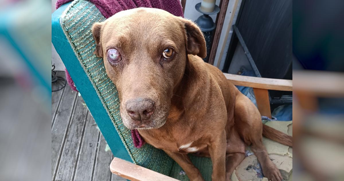 Urgent dog eye removal needed! Givealittle